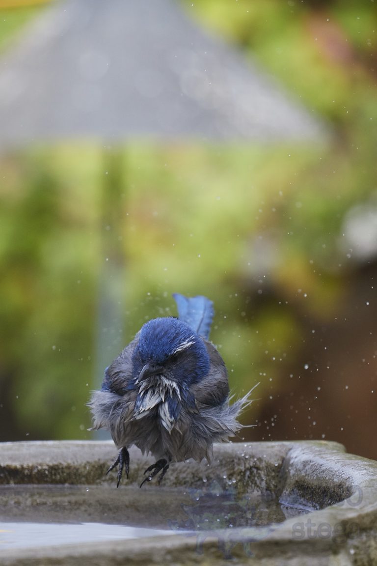 Cannonball!
