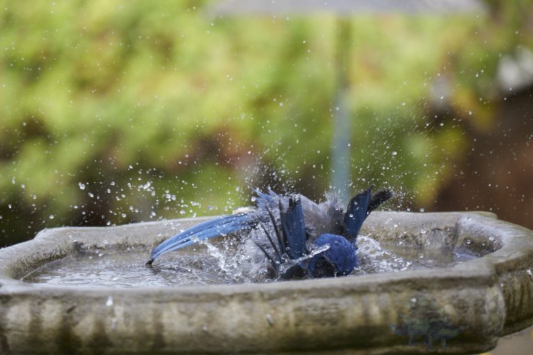 California Scrub Jay Week