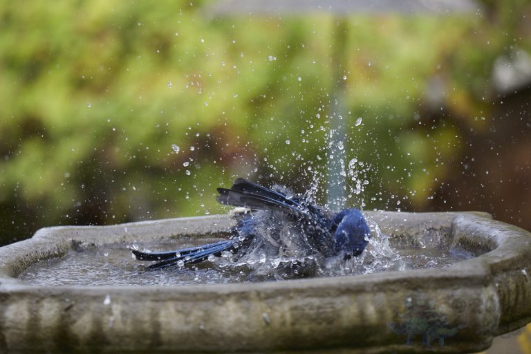 California Scrub Jay