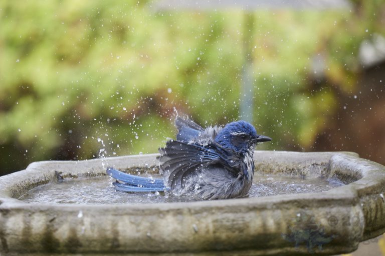 California Scrub Jay Week