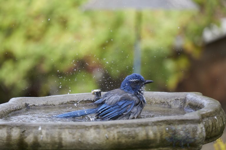 California Scrub Jay Week