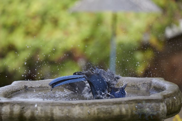 California Scrub Jay Week