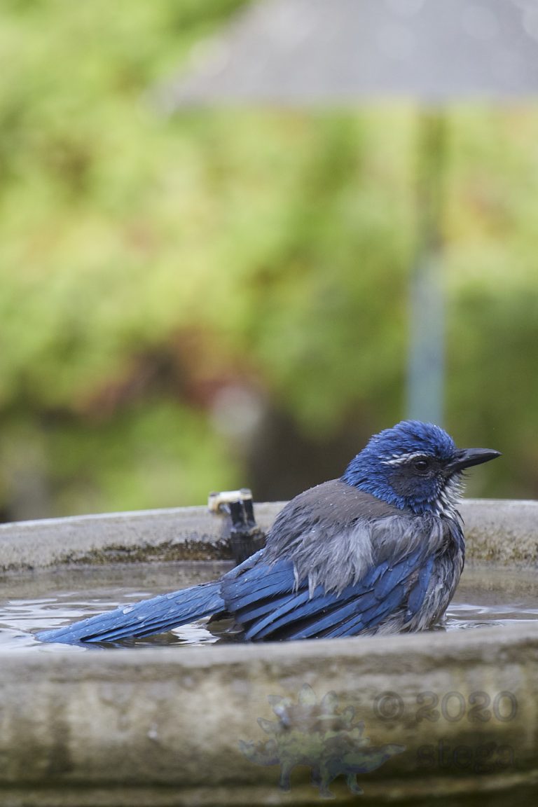 California Scrub Jay