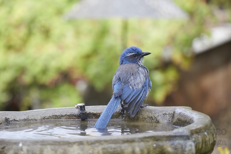California Scrub Jay