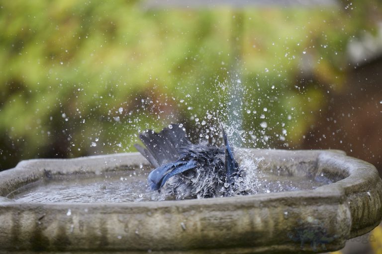 California Scrub Jay