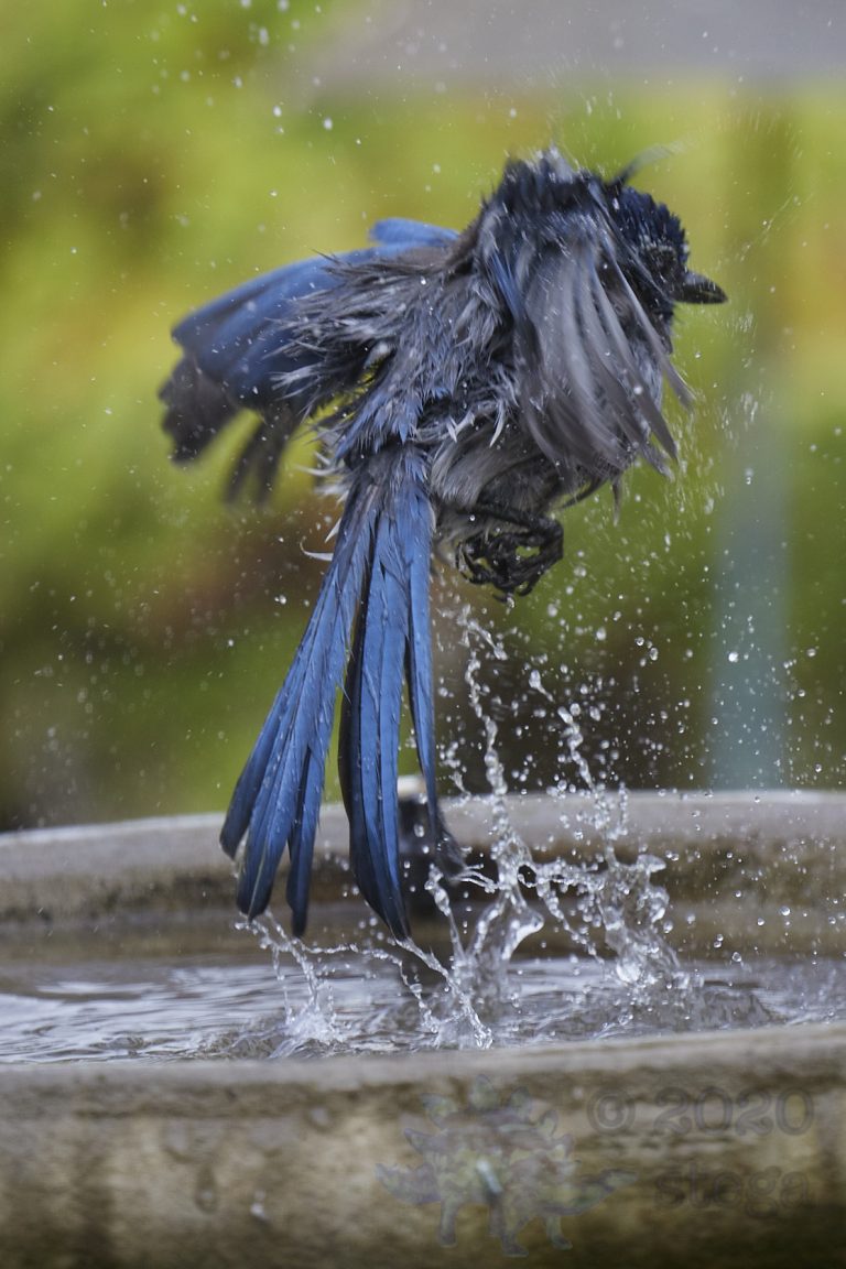 California Scrub Jay