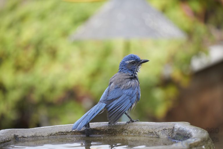 California Scrub Jay