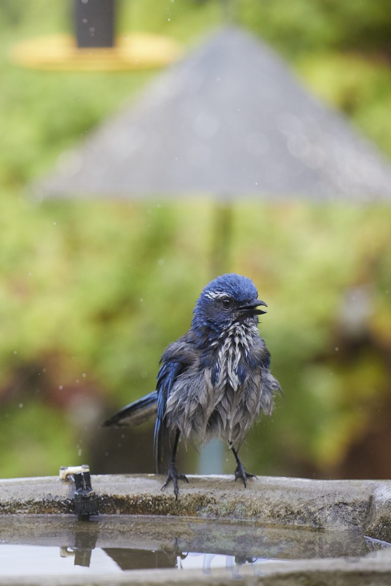 California Scrub Jay Week
