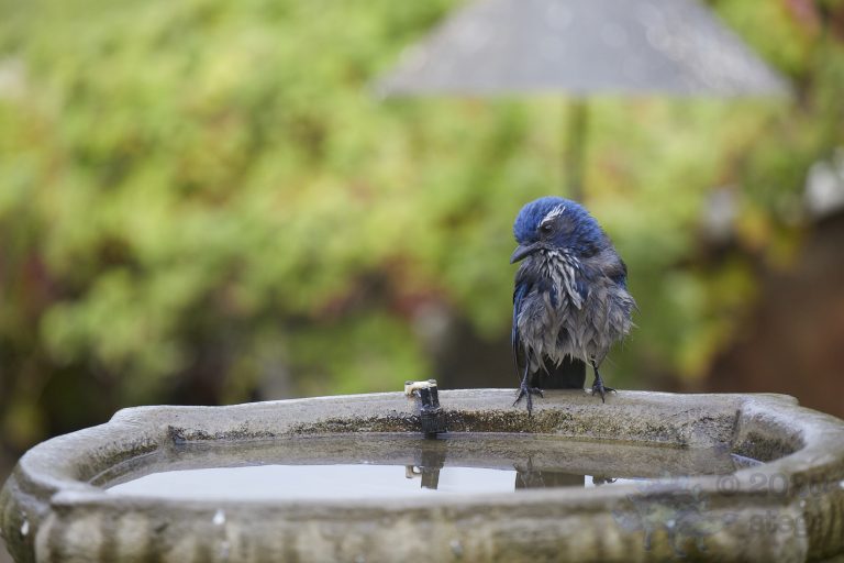 California Scrub Jay