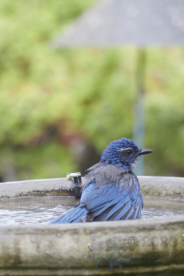 California Scrub Jay