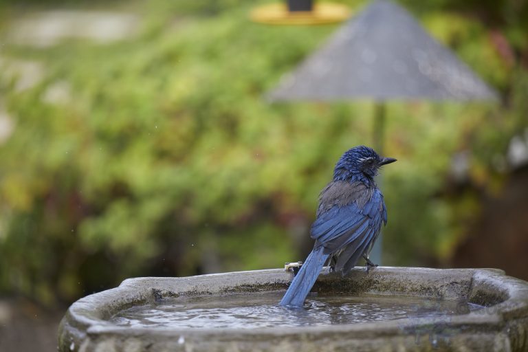 California Scrub Jay