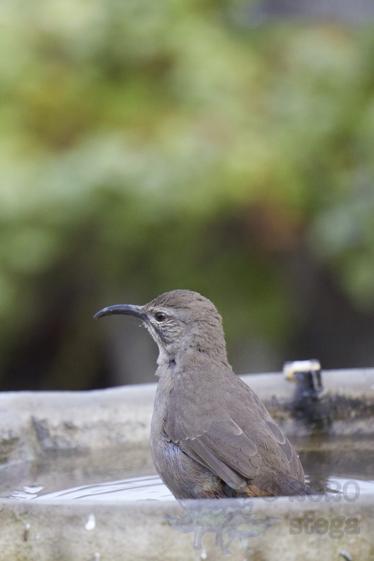 California Thrasher