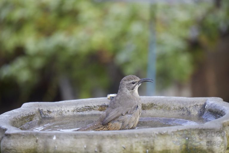 California Thrasher