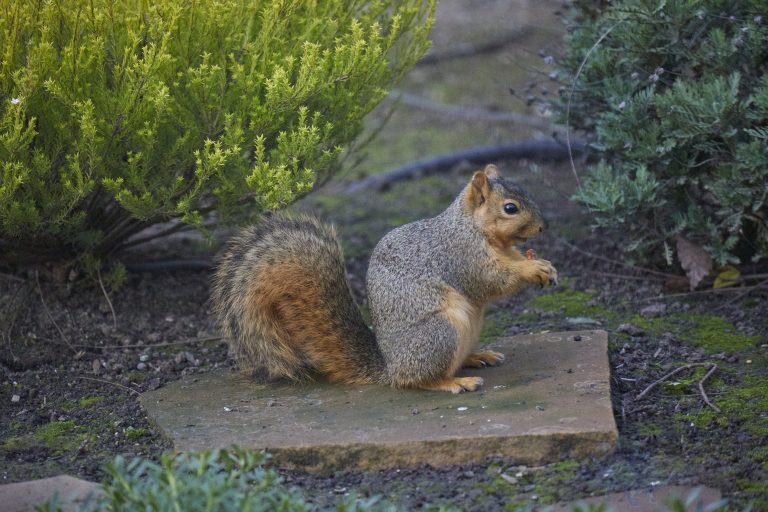 Fox Squirrel