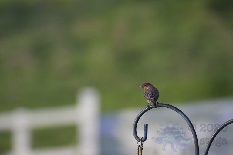 House Finch