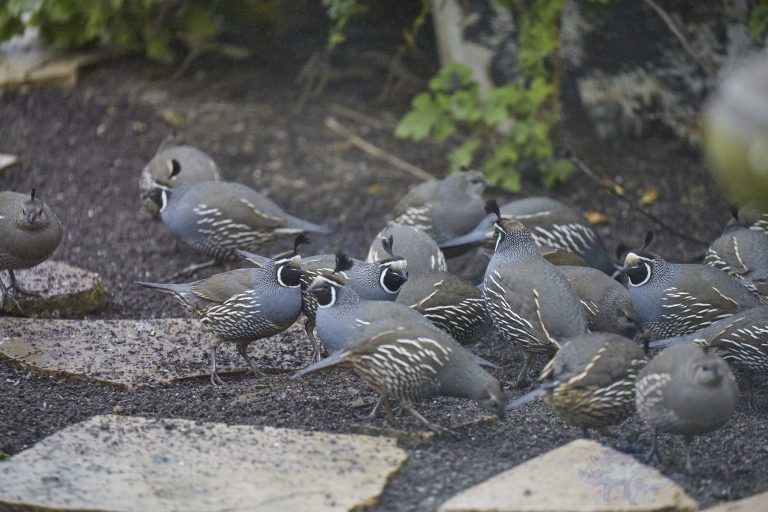 Herd of Quail