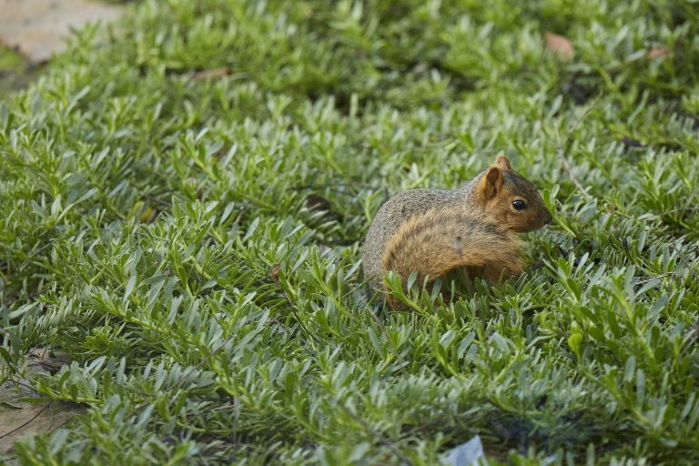 Baby Fox Squirrel