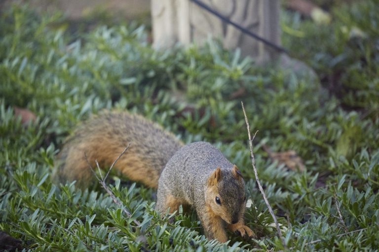 Baby Fox Squirrel