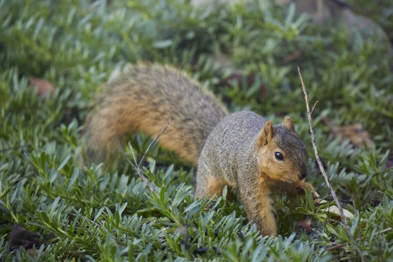 Baby Fox Squirrel