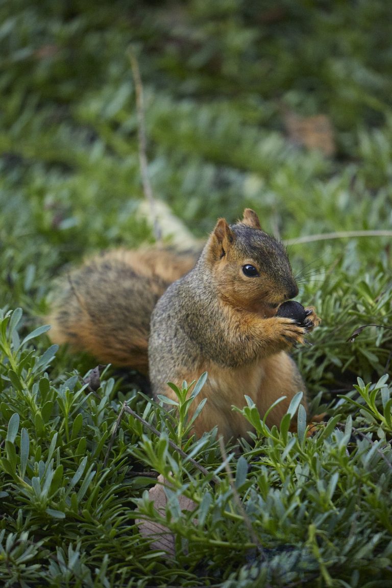 Baby Fox Squirrel