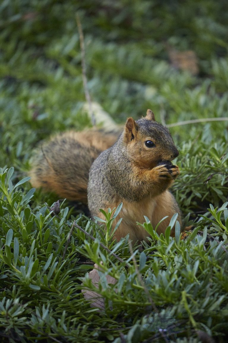 Baby Fox Squirrel