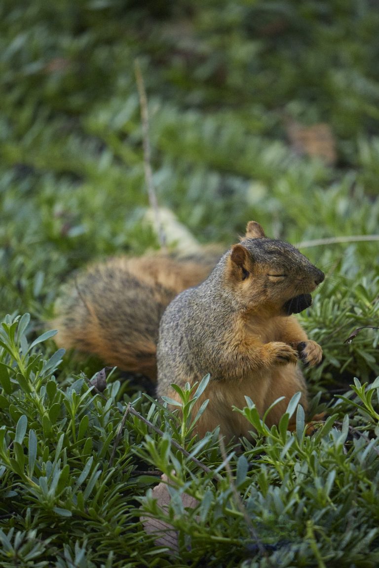 Baby Fox Squirrel