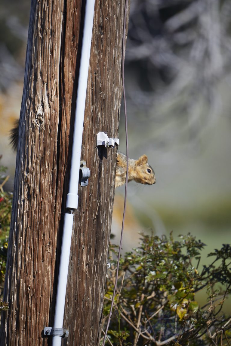 Fox Squirrel