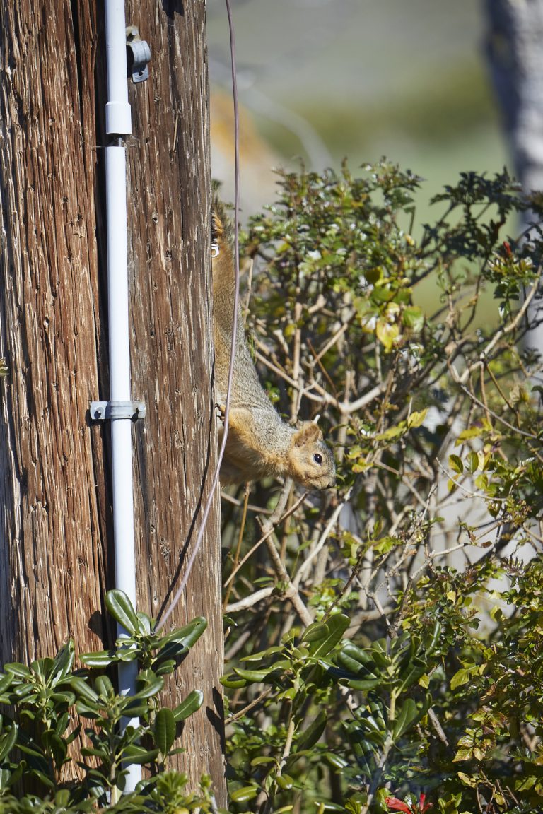 Fox Squirrel