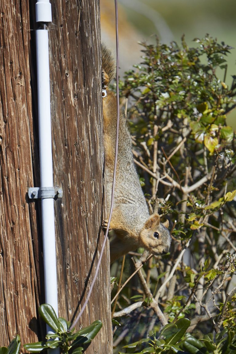 Fox Squirrel