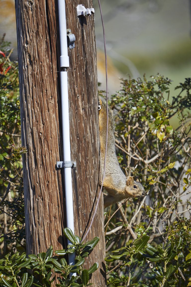 Fox Squirrel