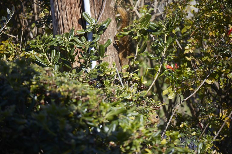 Fox Squirrel (Can you find it?)