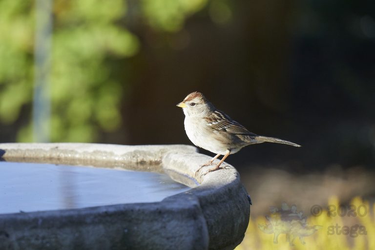 White-Crowned Sparrow