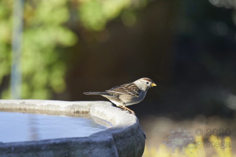 White-Crowned Sparrow