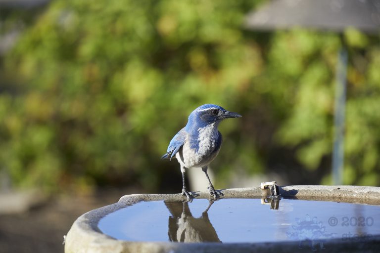 California Scrub Jay Week
