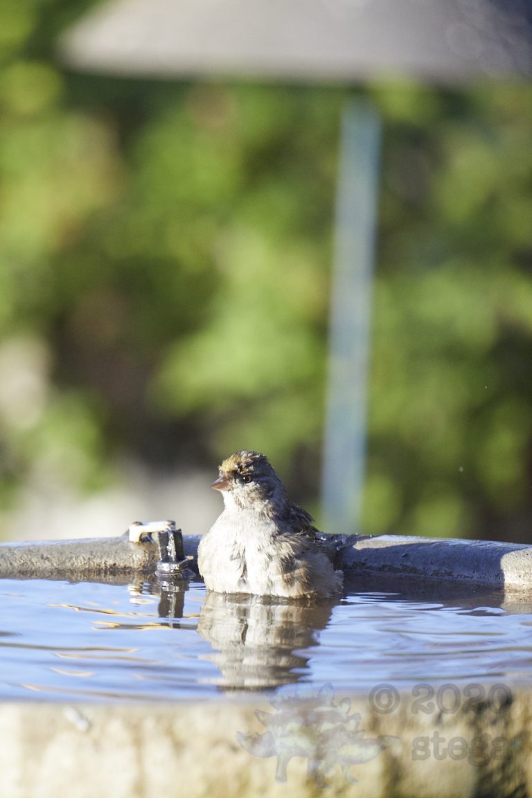 Gold-Crowned Sparrow