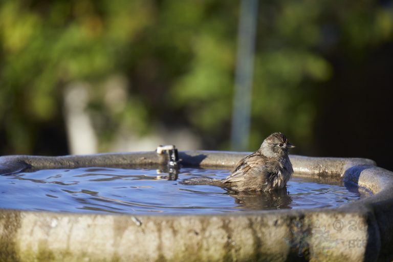 Gold-Crowned Sparrow