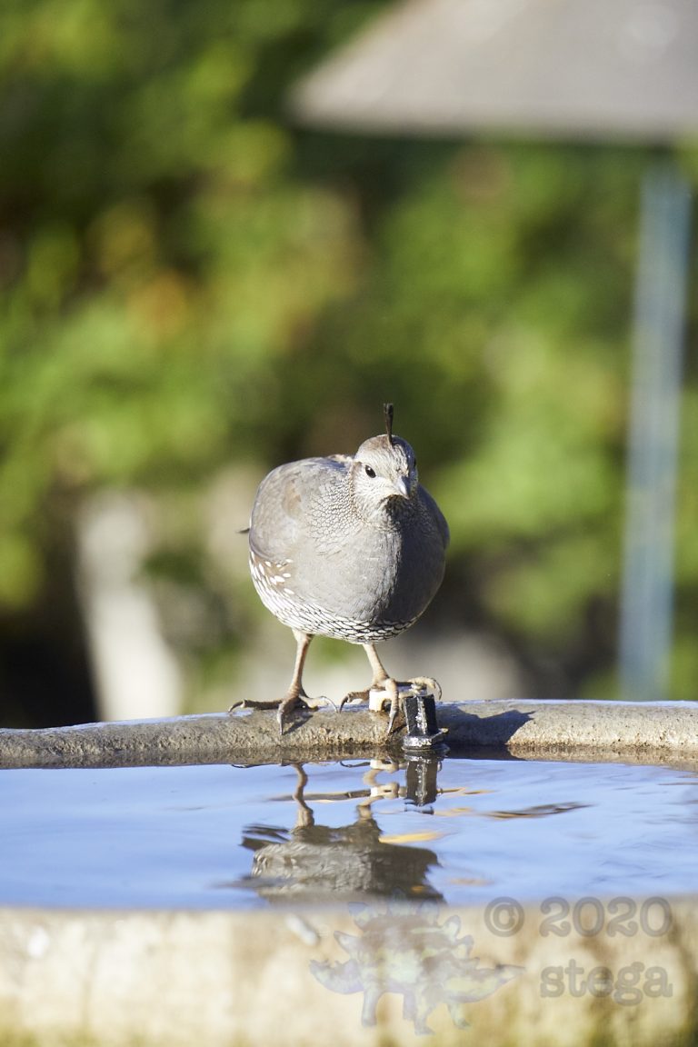 California Quail