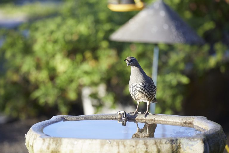 California Quail