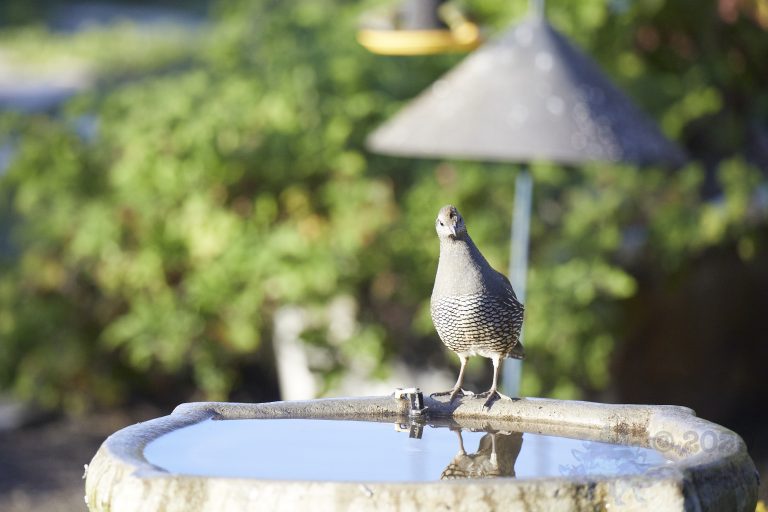 California Quail