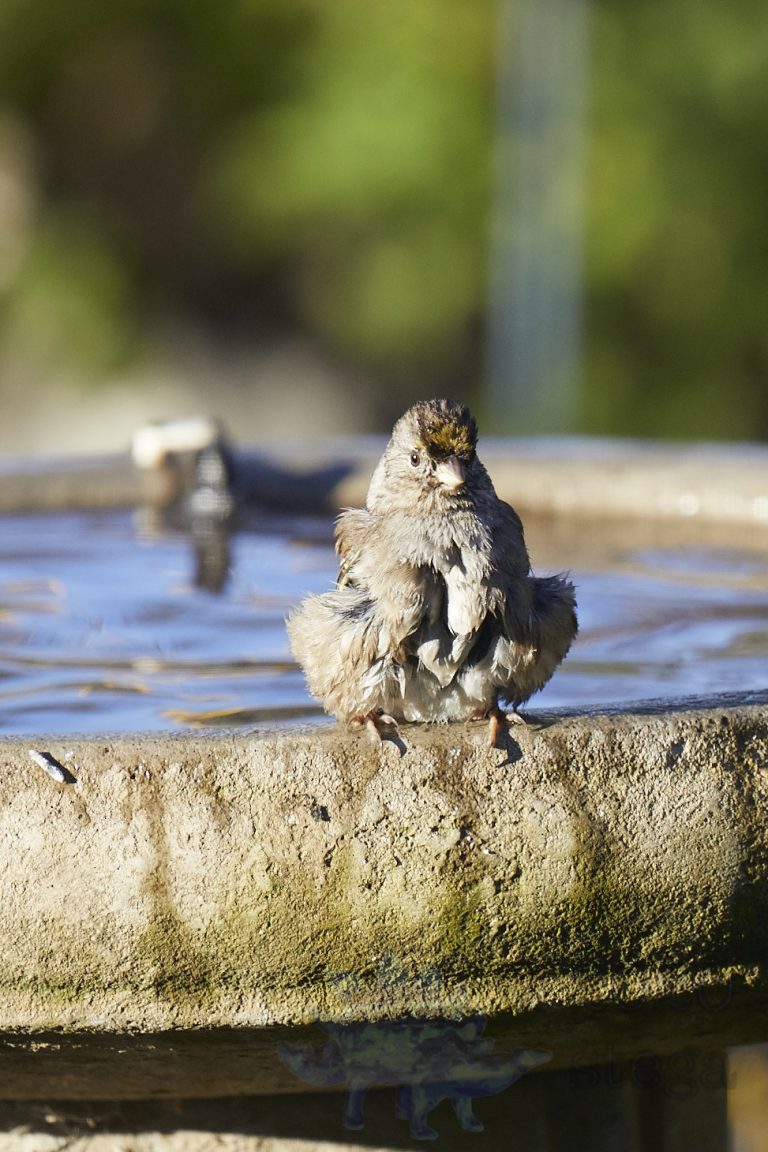 Gold-Crowned Sparrow