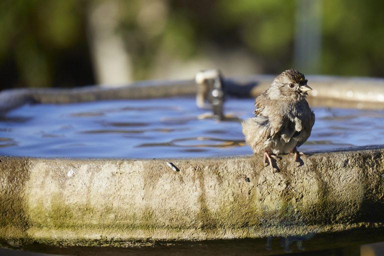 Gold-Crowned Sparrow