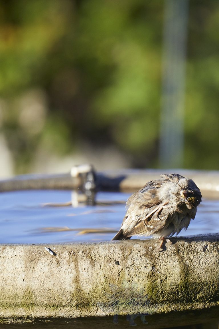 California Towhee