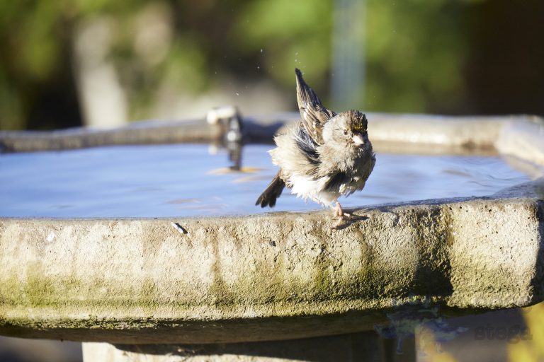 Gold-Crowned Sparrow