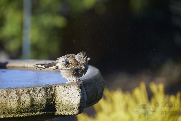 Gold-Crowned Sparrow