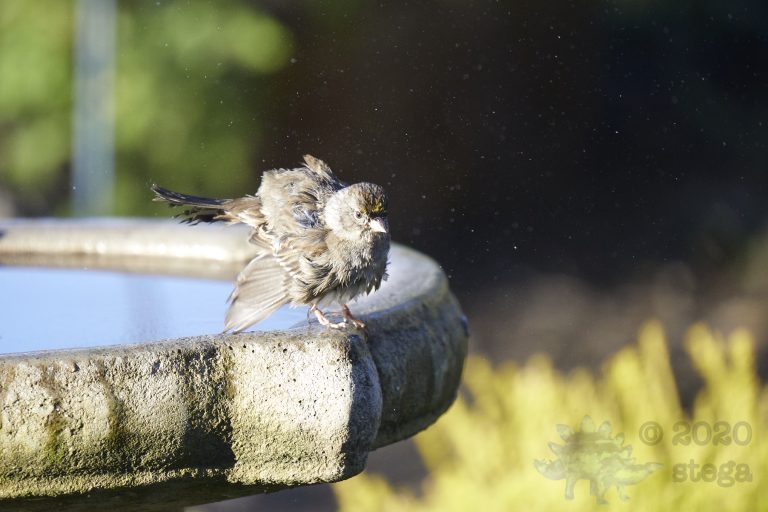 California Towhee
