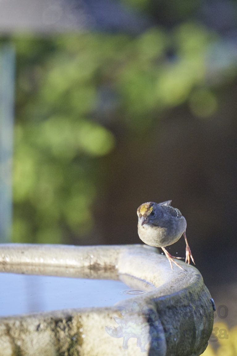 Gold-Crowned Sparrow