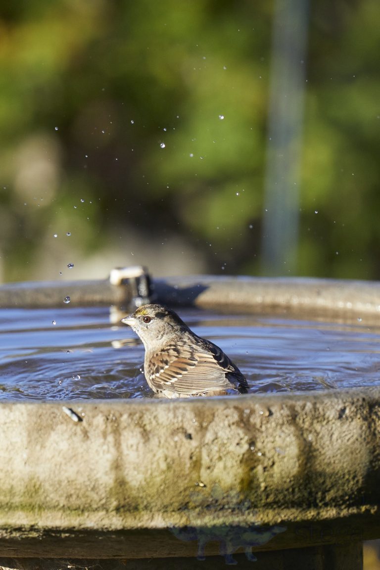 Gold-Crowned Sparrow