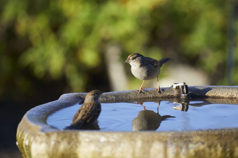Gold-Crowned Sparrows