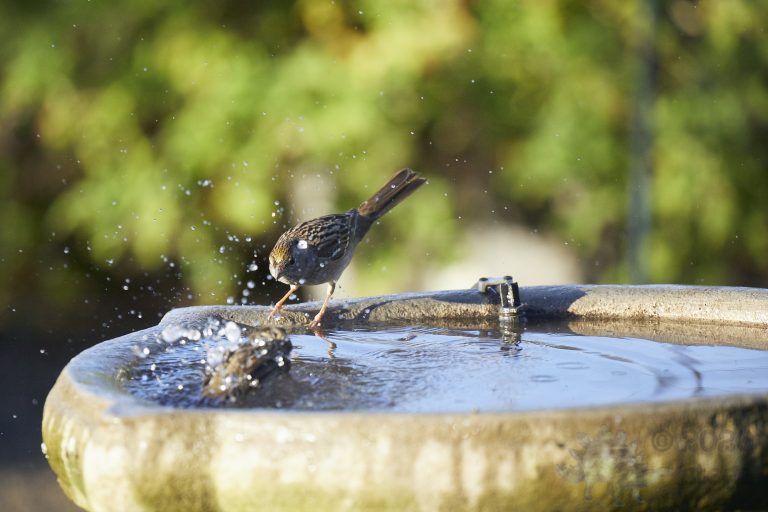 Gold-Crowned Sparrows