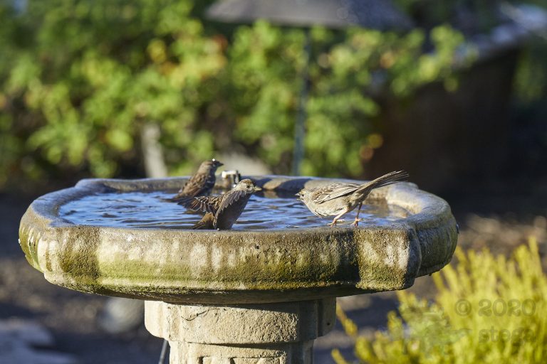 Gold-Crowned Sparrow